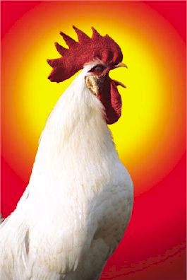 Are You Chicken?
